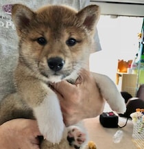 「たぬきみたい」だった生後2カ月の柴犬の子犬→8才の今、家族を笑顔にする“元気玉”に！