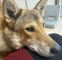 譲渡会で怯え、人が近づくだけでダメな怖がりだった」保護子犬と家族に→4才の今、「できることが増えた姿」に成長を実感
