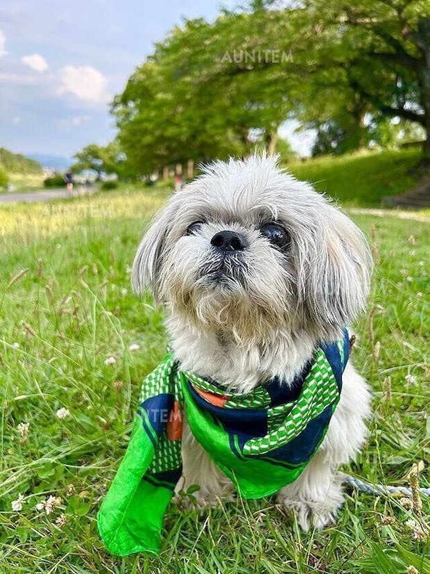 シーズー犬マンガてんぽshihtzu