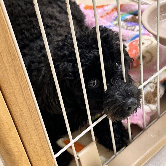 happy Mix(雑種)小型犬