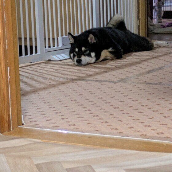 おはぎ 柴 お留守番がんばりした。