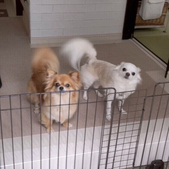 めめか チワワ ママの入院中