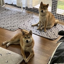 留守番中の愛犬は大丈夫？　確認したい安全対策と環境づくりのポイント