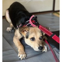 外に出るのを怖がっていた生後7カ月の元野犬の子犬→4年後、自分から「遊ぼう！」と誘うコに成長