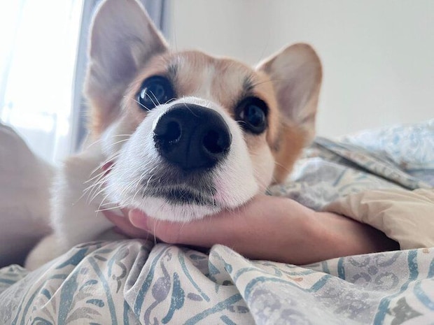 まったりするあられちゃん
