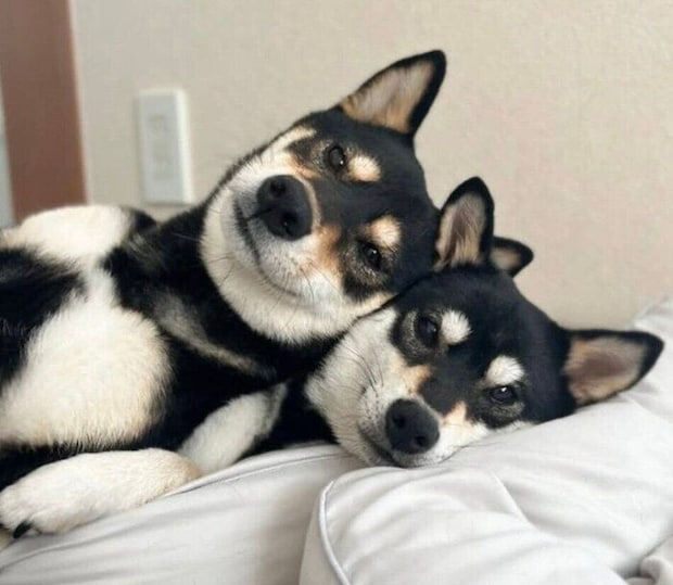 仲良しな先住犬・ライナちゃん、レオナちゃん