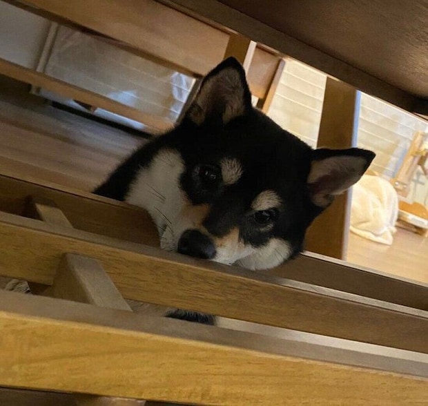 家に来て2日目のレオナちゃん