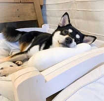 人を怖がっていた保護犬が6才に→家族と出会って5年、穏やかに成長した現在の姿にグッとくる