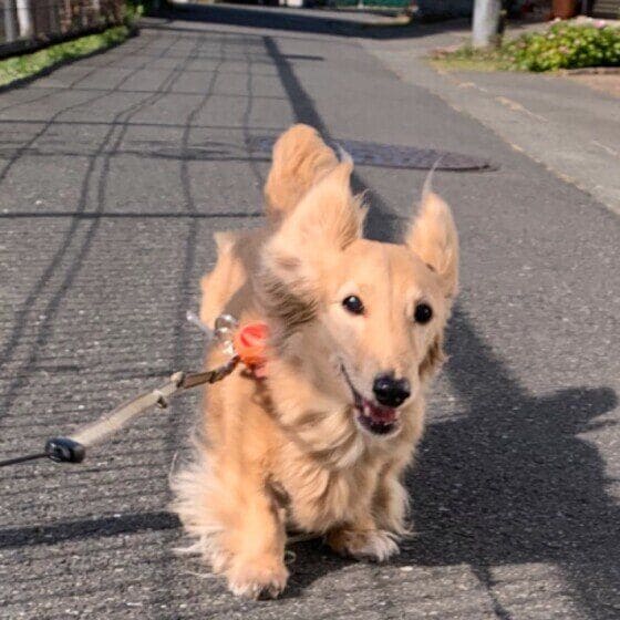 みに ミニチュア・ダックスフンド お天気いいね〜