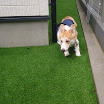 犬が急に走り回るのはなぜ？　犬がダッシュする理由と対応ポイントを解説