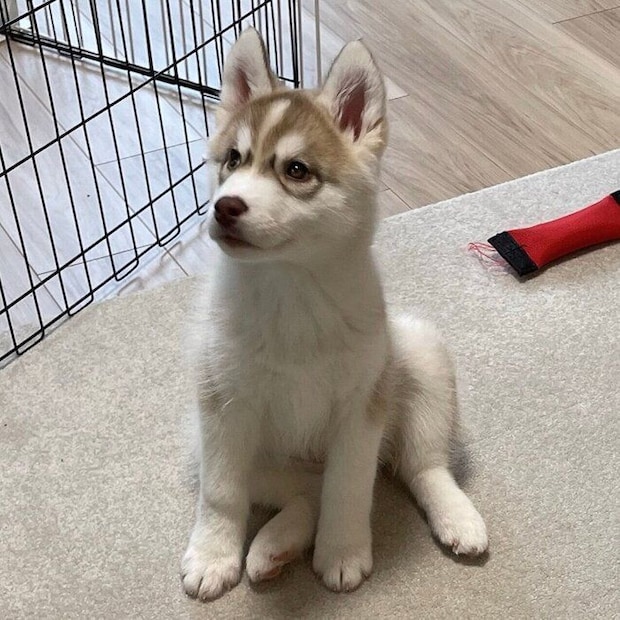 子犬時代のミルテちゃん