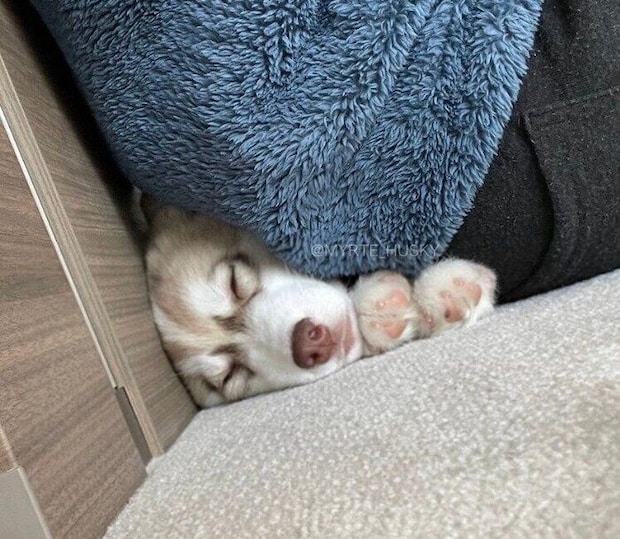 隙間で眠るミルテちゃん