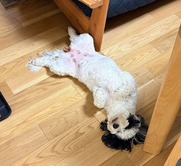 安心したようにお腹を見せるモノちゃん