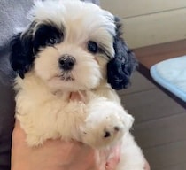 初対面でずっとしっぽをフリフリしていた子犬→2才の今、犬が苦手な人まで笑顔にする“愛されっコ”に！