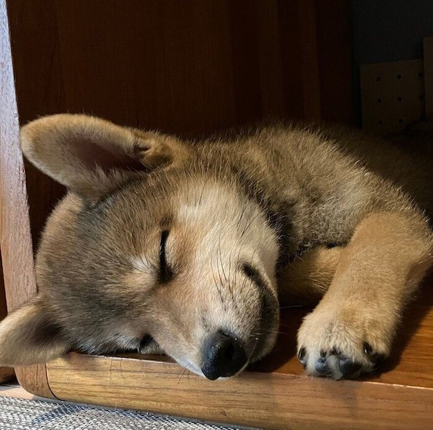 眠るなっちゃん