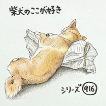 柴犬あるある、楽そうじゃないのになぜか気持ちよさそうなとこ｜連載「ここ掘れここ柴」vol.317