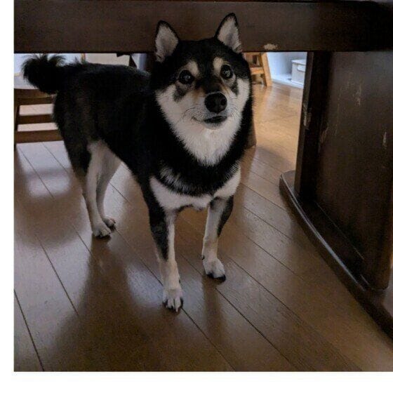 テーブルの下に潜り込む柴犬!