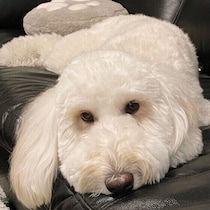 犬は「反省」という感情はない！？　人にはあって犬にはない感情とは