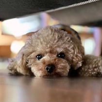 犬が物陰に隠れるのは怖いから？意外と見落としがちな犬の行動の理由を解説