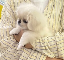 「おっとりなコ」と思っていた生後2カ月のペキニーズ子犬→数日後に様子が一変！　成長ビフォーアフターにほっこり