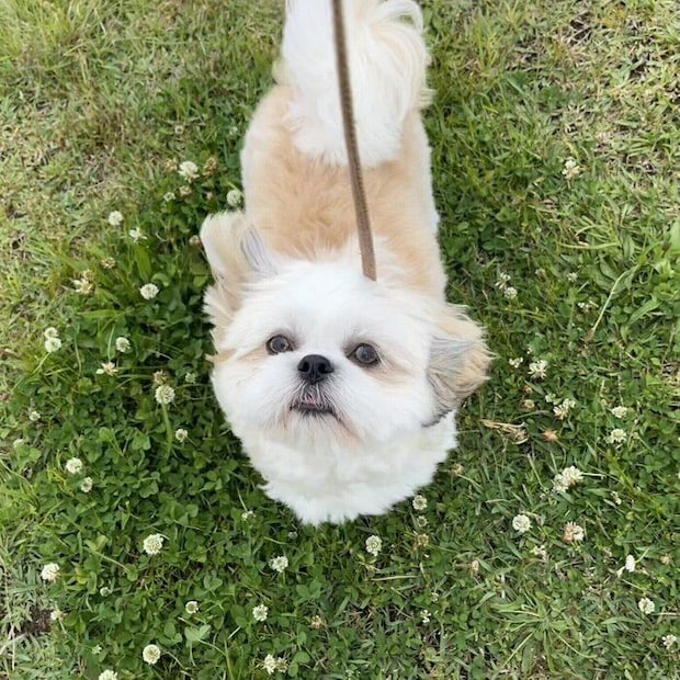 飼い主さんを見上げるオラフくん キュルキュルした瞳がかわいすぎる