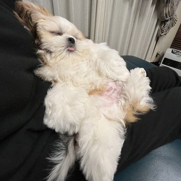 別の日の様子 飼い主さんのひざの上でぐっすり眠るオラフくん