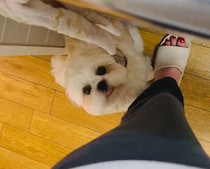 「面倒なときでも頑張れる」飼い主の洗い物を“応援”するシー・ズー子犬が話題！「俄然やる気出ますね」の声も