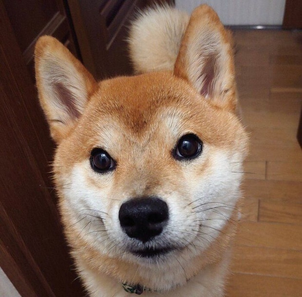 おでこにV字のような模様が現れた慎之介くん