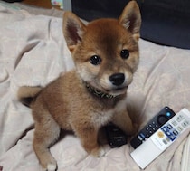 生後2カ月のあどけない柴犬の子犬→1才の今は凛々しい姿に！　変わらない「くりくりおめめ」にもほっこり