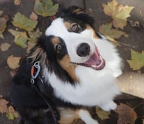 散歩中に目が合うたびニコニコ笑顔に！　犬が飼い主とアイコンタクトをする理由を獣医師が解説
