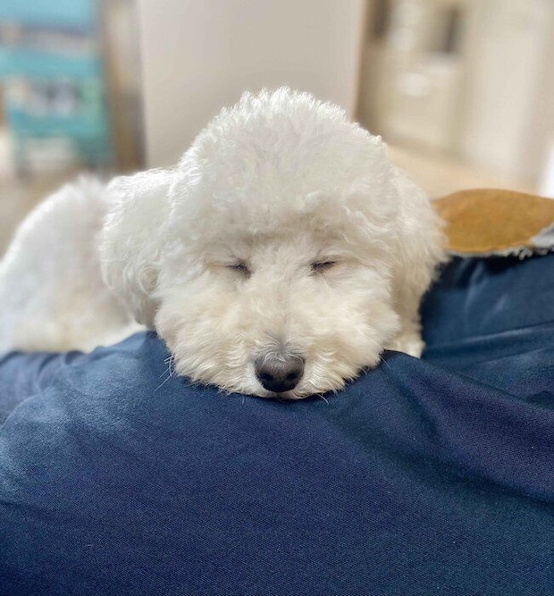 眠るトイプードル