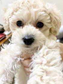 「小さくて心配だった」生後2カ月の子犬は約6年後、ゴハンをモリモリ食べてたくましく成長！優しさあふれる姿に癒される