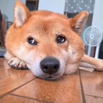 犬の夏バテの症状と対処法は？　見逃したくない体調変化のサインとは