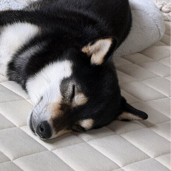 柴の小梅ちゃん