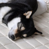 犬が寝てばかりだけど大丈夫？病気との見分け方と受診の目安を獣医師が解説