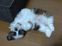 お腹を見せてゴロゴロしていた生後2カ月のシーズー子犬→約3年後、人に寄り添う優しいコに成長した姿にほっこり