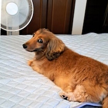 犬が冷たい場所を探して眠るのはなぜ？　ひんやりした場所を好む理由と注意点