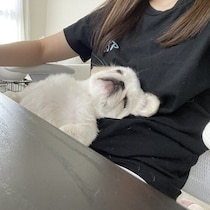 飼い主のひざの上で眠るペキニーズ　安心しきった姿に「こんな信頼関係いいよね」の声
