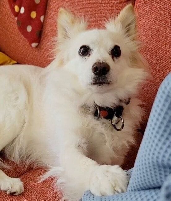 おやつが欲しくて圧をかけるシャムちゃん
