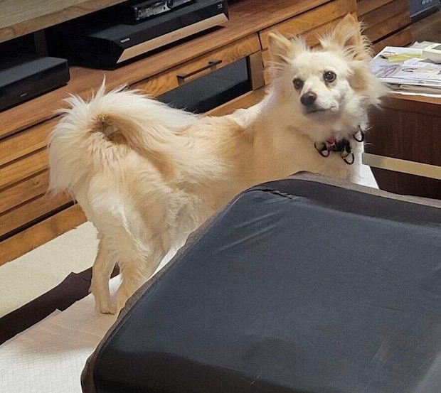 おやつ探しのときにはしっぽが上がるシャムちゃん