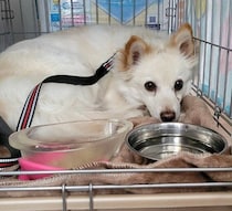 譲渡会でひとり物陰に隠れていた推定7才の保護犬→お迎えから1年、自ら隣に来てくつろぐ姿にほっこり