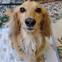 犬の食欲が急に落ちるのは夏バテのせい？　夏に食欲低下が起こる原因と対策
