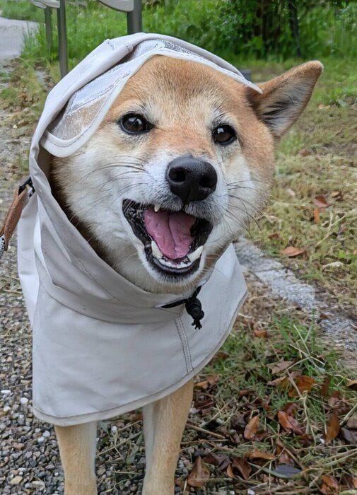 5才になった柴犬