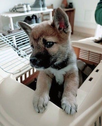 「好奇心の塊でコミュニケーションに苦労した」生後3カ月柴犬子犬→いつの間にかお互いをわかり合える「かけがえのない存在」に！