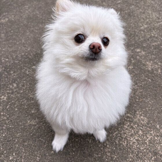 ポメラニアン　わたげちゃん