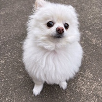 犬に「うらやましい」「あせり」の感情はある？　人と犬の感情について解説