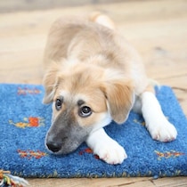 犬は人の心をつかむために“上目づかい”ができるようになった！？専門家が解説