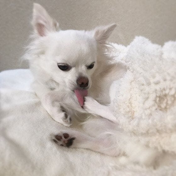 チワワ　毛づくろい中～