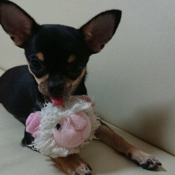 Ｍｉｘ（雑種）小型犬　大好きな羊さん
