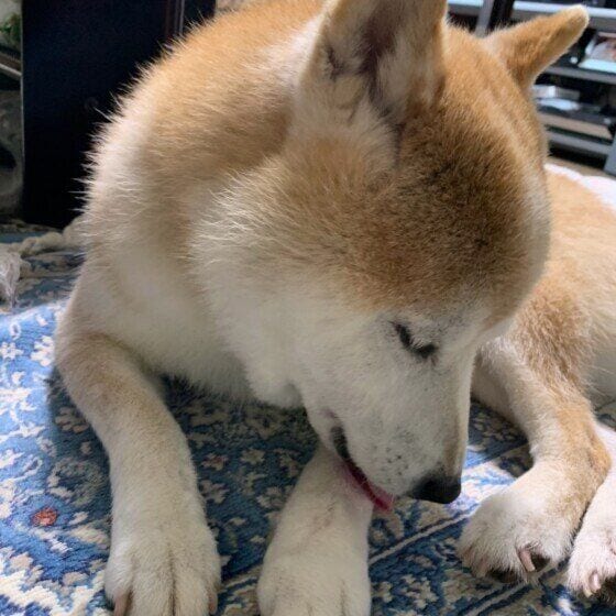 柴　もう舐めるのやめたら